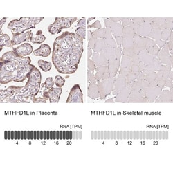 MTHFD1L Antibody, Novus Biologicals 25 &mu;L | Buy Online | Novus Biologicals | Fisher Scientific